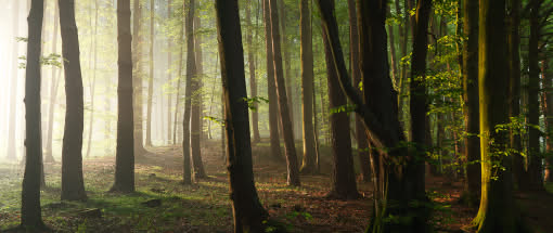 Motivparadies Pfälzerwald