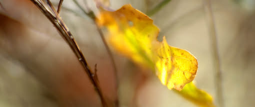 Herbstgold im Karwendel