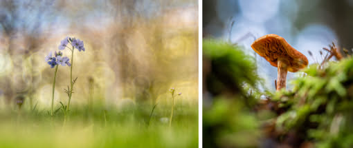 Foto-Wirk-Shop: Poesie der Natur